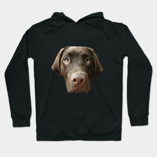 Labrador Chocolate Lab Puppy Dog Hoodie